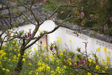 Pink Peach Yellow Canola Blossoms White Chinese Wall Sichuan