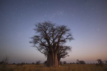 Foto op Canvas Baobab's under the stars in blue hour © hannesthirion
