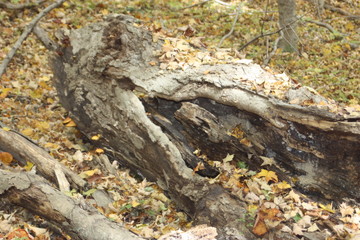 Down tree