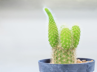 close up shot on small green cactus