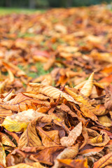 Leaves in park in fall season