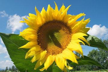 sunflower,blue sky,summer