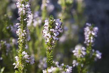 Common heather, Ling (Calluna vulgaris) plant