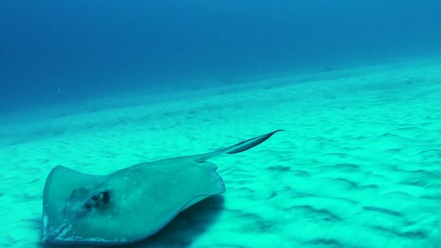 Manta ray glides on seafloor