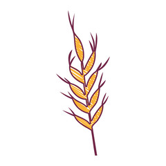 ears of wheat barley icon over white background. draw design. vector illustration