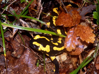 Fire Salamander (Salamandra salamandra) coming out from under autumn leaves on the forest floor