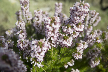 Common heather, Ling (Calluna vulgaris) plant