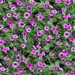 seamless texture of blowerbed