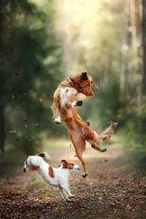 Keuken foto achterwand Hond Hond Jack Russell Terrier en hond Nova Scotia Duck Tolling Retriever springen over de bladeren