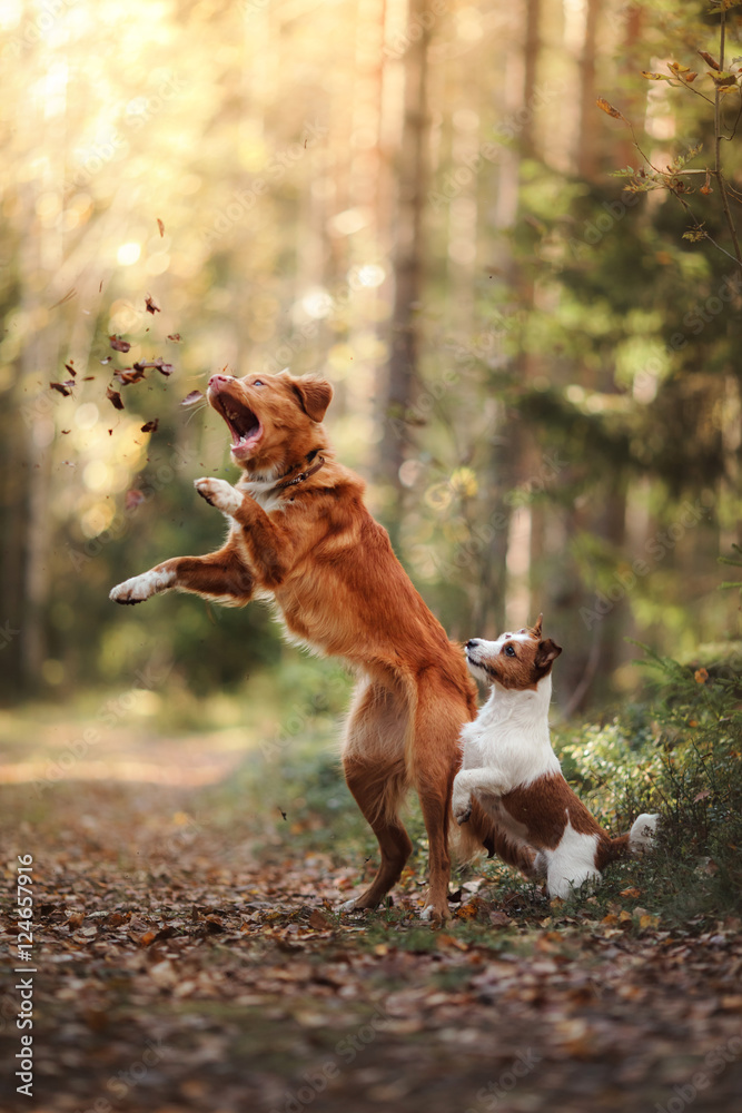 Wall mural Dog Jack Russell Terrier and dog Nova Scotia Duck Tolling Retriever jump over the leaves