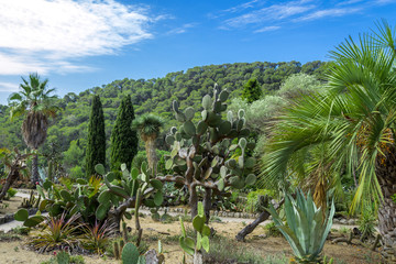 Fototapeta premium Cactus garden in the Lloret de mar, Costa Brava, Catalonia, Spain
