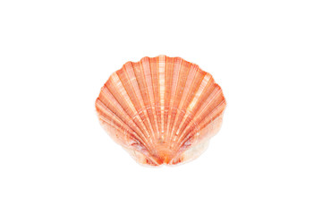 Seashell on white background isolated