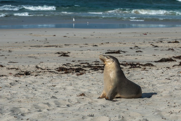 Seal Bay, Kangaroo Island, South Australia