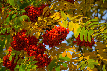 Ripe berries on a rowan tree on autumn