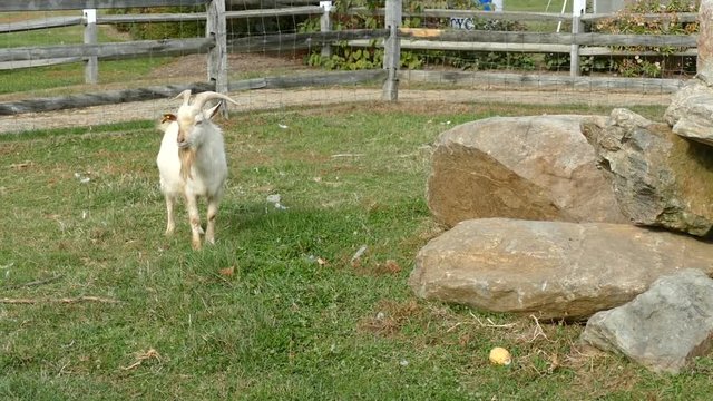Goat, domestic horned animal on a farm