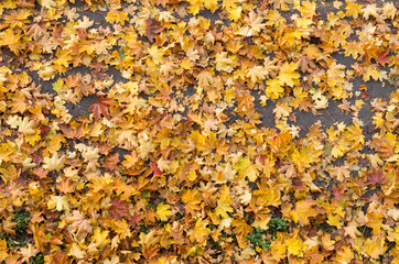 Yellow maple trees on asphalt road
