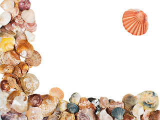 Fototapeta premium Seashell frame on white background isolated
