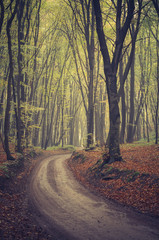 Obraz premium Forest road with beech trees on early autumn day