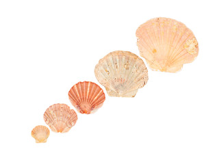 Seashell frame on white background isolated