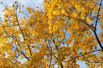 Yellow maple leaves on natural background