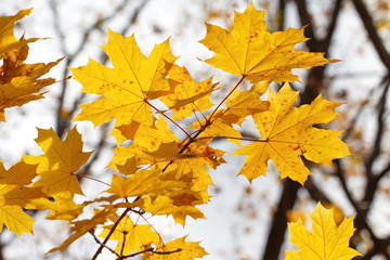 Yellow maple leaves on natural background