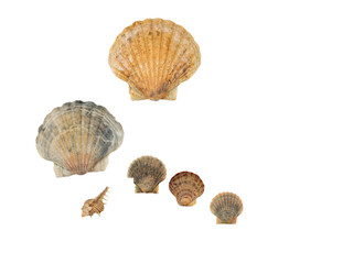 Seashell frame on white background isolated