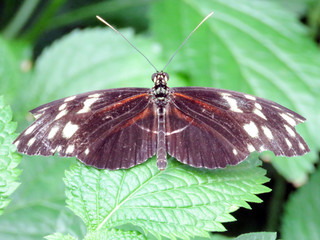  Niagara the Hecale Longwing Butterfly 2016