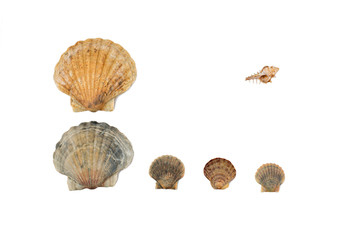 Seashell frame on white background isolated