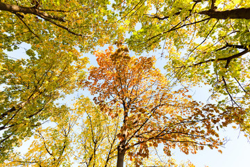 treetops  with the sky