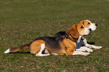 dogs breed beagle