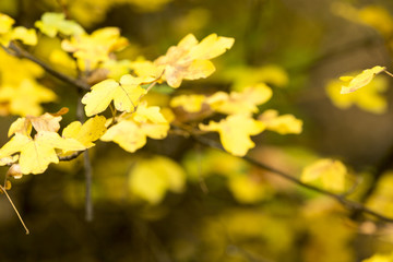 autumn leaves as a background