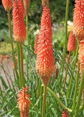 Steppenkerze, Eremurus