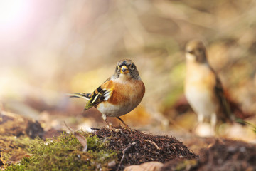bramblings and  silhouette