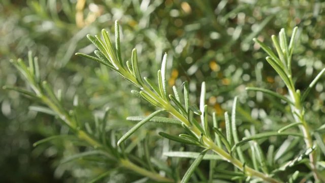 Rosmarinus officinalis needles of tasty spicy bush close-up 4K 2160p 30fps UltraHD footage - Perennial green rosemary herbal plant in the garden shallow DOF 3840X2160 UHD video