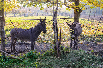 donkey in the yard