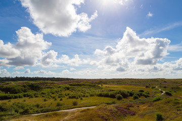 Dune landscape on Texel, Netherlands.