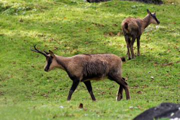 Pyrenean chamois
