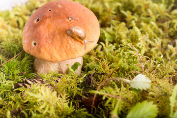 Snail on the edge of a hat of edible mushroom.