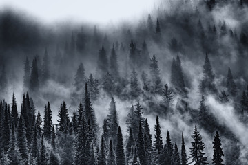Misty Forest