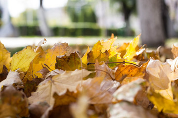 texture of yellow leaves