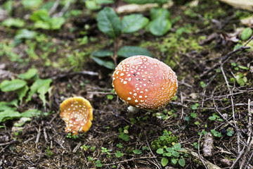 Red amanita muscaria mushroom with white spots