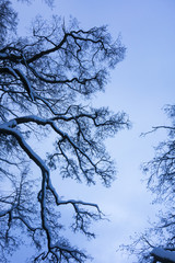 Branches covered with snow in the winter
