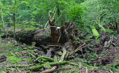 Broken oak tree trung lying rain after