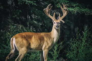 Whitetail Deer
