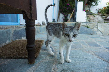 Tiny cat in Greece