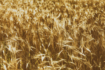 Wheat