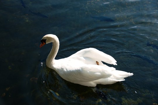 Beautiful white swan, Rajecke Teplice, Slovakia