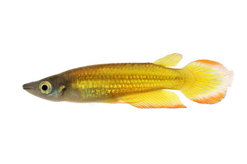 killifish Striped panchax Aplocheilus lineatus tropical aquarium fish 
