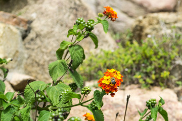 Cactus garden in the Lloret de mar, Costa Brava, Catalonia, Spain