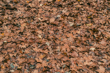 Fallen autumn wet leaves